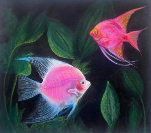 Angelfishes