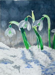 Snowdrop